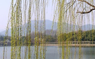 河堤翠柳丝丝舞下联