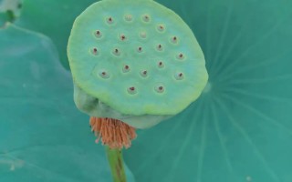 荷花摄影作品一等奖