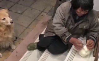 救助流浪猫狗的志愿者怎么报名