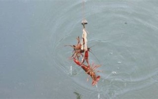 垂钓龙虾的魅力