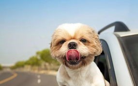 1.ChoosePet-FriendlyAccommodations