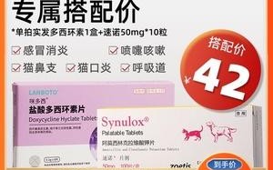 宠物猫消炎药：选择、使用和注意事项