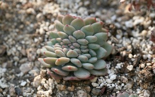 多肉植物种类图鉴，探索多彩的多肉世界