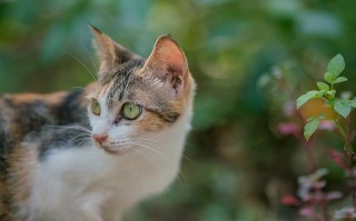宠物猫生活环境怎么样