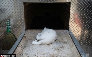 宁明火葬场在哪里