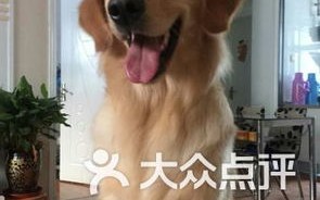 乌鲁木齐宠物市场都卖什么