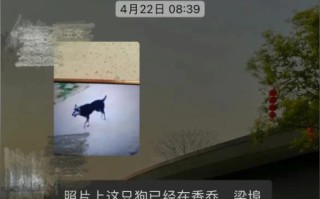 新野县哪里有卖狗的