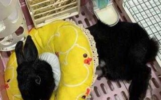 深圳宠物医院好医生推荐