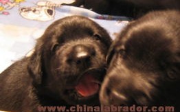 三久拉布拉多犬舍