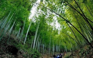天目湖南山竹海农家乐哪家好