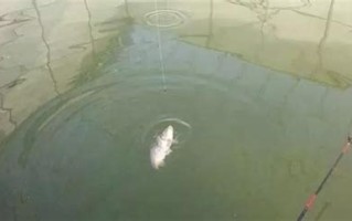 香河大荒庄村