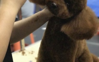 1.厦门宠物美容行业现状