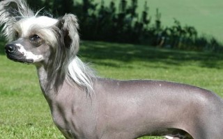 中国冠毛犬贵吗