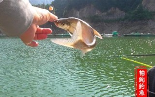 野钓翘嘴鱼