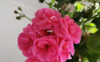 保卫萝卜游乐园第47关攻略