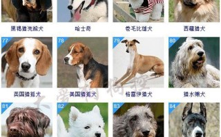 宠物狗品种大全