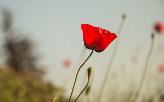 泉州疫情新动态，深入解析新增3例本土病例的影响与应对策略