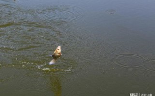 水面树叶自动清理