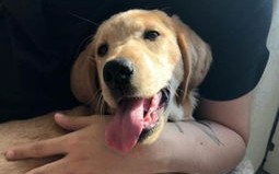 宠物店买的狗有狂犬病吗