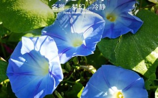 进口垂钓牵牛