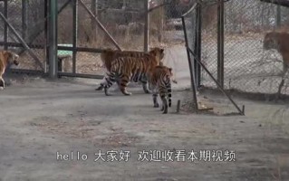 把老虎画成猫
