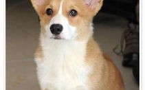 柯基犬幼犬价格