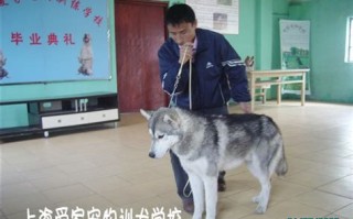 金牌宠物训练学校：让宠物成为优秀的伙伴