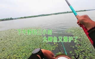 清河垂钓直播