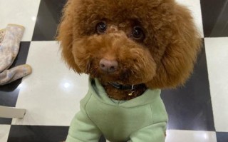 仪征嘉定宠物店电话查询