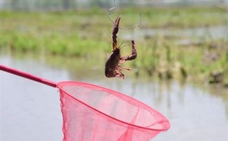 成都附近哪里可以钓小龙虾