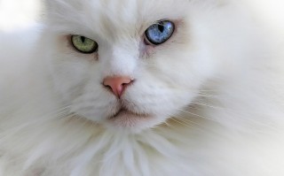 探索猫的世界，品种、特性与养护指南