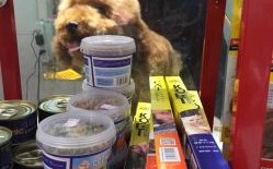 重庆宠物用品市场现状与发展趋势