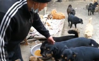 宠物粮加工设备