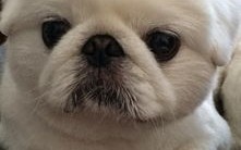 柯基犬寿命