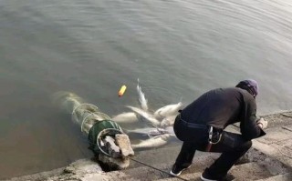 丰富的鱼类资源