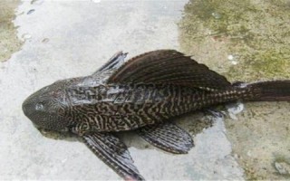 1.准备装备