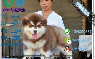 章丘哪里有宠物市场