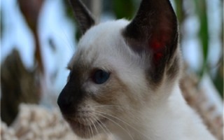 什么宠物猫好养不费钱