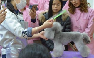 傲雄宠物美容培训学校