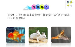 北京宠物节2022
