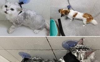 宠物免洗怎么用