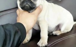 齐齐哈尔宠物出国：必备知识与操作指南