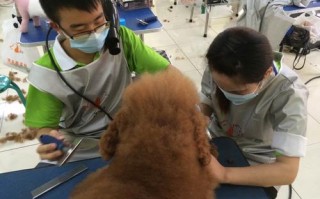 宠物美容师培训大概需要多少钱