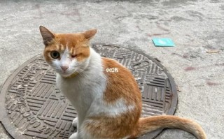 龙华哪里有宠物市场