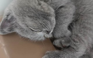 宝宝被猫抓伤多少天过危险期