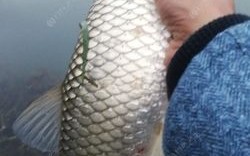 鲤鱼草鱼钓底还是钓浮