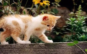 猫对人有哪些好处