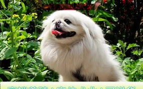 北京犬多少钱一只幼犬