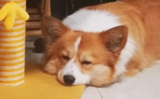 宠物狗可以吃面包吗?