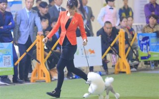 洛阳宠物美容师培训班